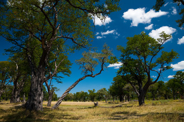 Landscape in Moremi GR - Okavango delta - Botswana