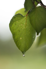 A water drop from a summer rain hangs off the tip of an apricot leaf.