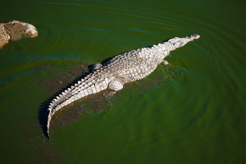 Crocodile - Makgadikgadi Pans GR
