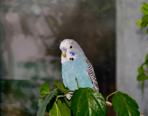 beautiful blue budgerigar