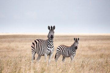 Obraz na płótnie Canvas Zebras migration in Makgadikgadi Pans National Park - Botswana