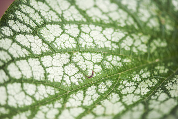 A detail shot of the veins of on a green and white leaf. 