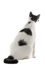 Obraz premium White and black cat on his back on a white background