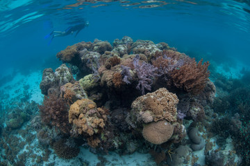 Fototapeta na wymiar Coral Bommie and Snorkeler in Raja Ampat
