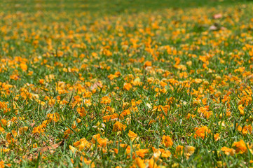 Green grass covered with bright yellow acacia flowers