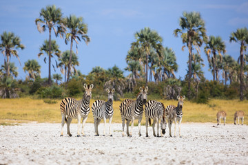 Zebras migration in Makgadikgadi Pans National Park - Botswana