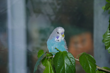 beautiful blue budgerigar