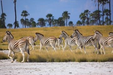 Zebras migration in Makgadikgadi Pans National Park - Botswana