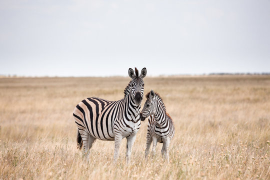 Zebras Migration In Makgadikgadi Pans National Park - Botswana