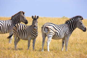 Naklejka premium Zebras migration in Makgadikgadi Pans National Park