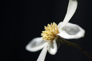 A magnolia flower set against a black background.
