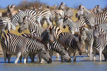 Naklejka na ściany i meble Zebras migration in Makgadikgadi Pans National Park