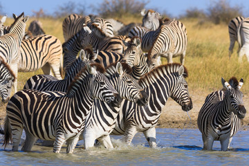 Obraz na płótnie Canvas Zebras migration in Makgadikgadi Pans National Park