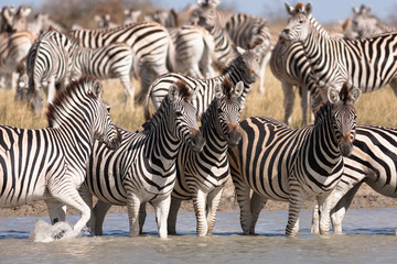 Fototapeta na wymiar Zebras migration in Makgadikgadi Pans National Park