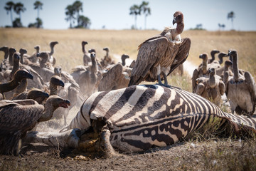 Fototapeta na wymiar Vulture - Makgadikgadi Pans GR - Botswana