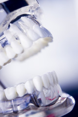 Dentists dental teeth model