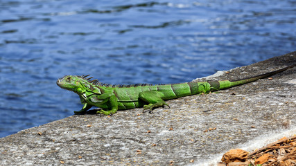Green iguana on top of a wall, water in the background, Florida, USA