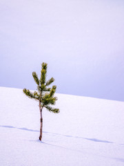 Pine tree with tracks in fresh snow