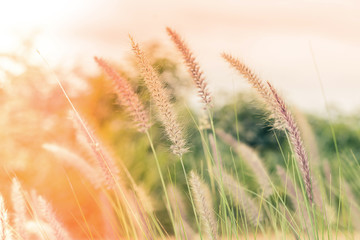 abstract background blurred of meadow with warm golden evening light