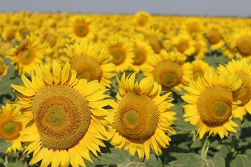 Sunflower fields Southern Ukraine
