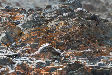 light  red-brown, Lichens  or rock fungus on a rock texture on Mountain in Ulgii : Mongolia .