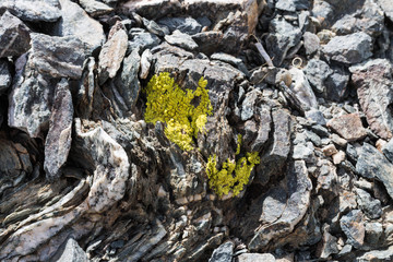 Yellow Lichens  or yellow rock fungus on a rock texture on Mountain. © sirnength88