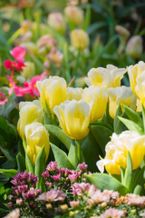 Fototapeta premium Tulip. Beautiful bouquet of tulips. colorful tulips.