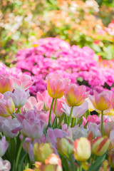 Tulip. Beautiful bouquet of tulips. colorful tulips.