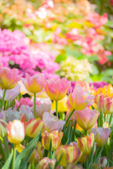 Tulip. Beautiful bouquet of tulips. colorful tulips.