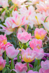 Obraz premium Tulip. Beautiful bouquet of tulips. colorful tulips.
