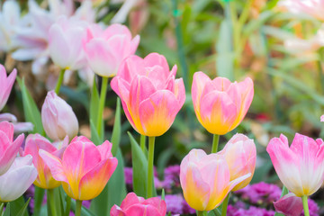 Tulip. Beautiful bouquet of tulips. colorful tulips.