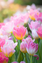 Obraz na płótnie Canvas Tulip. Beautiful bouquet of tulips. colorful tulips.