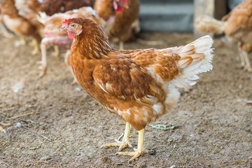 Hens in a free range farm.