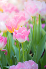 Fototapeta premium Tulip. Beautiful bouquet of tulips. colorful tulips.