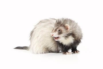 Grey angora ferret on white background posing for portrait in studio