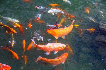 Red colored fish swim in the pond in the green water.