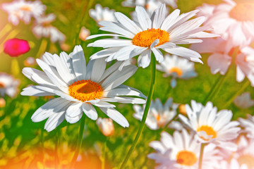 Fototapeta premium White bright daisy flowers on a background of the summer landsca