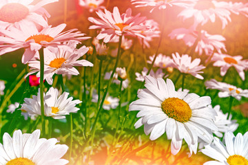 Obraz premium White bright daisy flowers on a background of the summer landsca