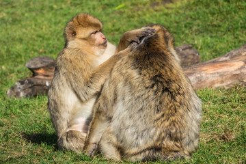 Naklejka na ściany i meble Barbary Macaque Monkey Grooming