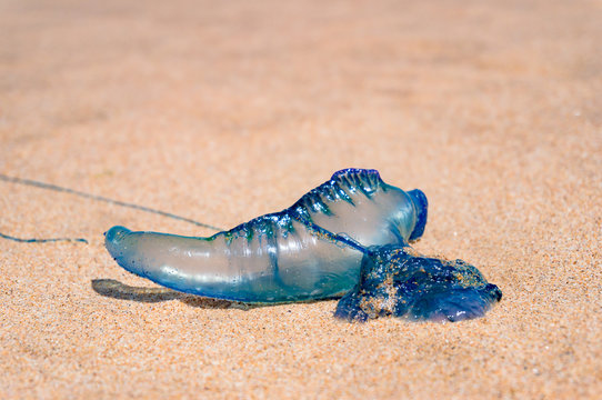 Blue bottle or Portuguese man of war jellyfish close up