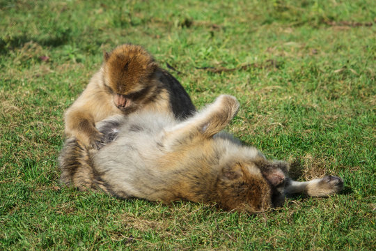 Monkeys Barbary Macaque Grooming - Powered by Adobe