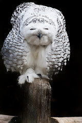Snowy owl