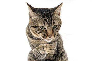 face of a suspicious cat on a white background
