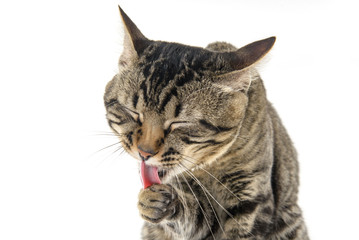 cat licking its paw on white background