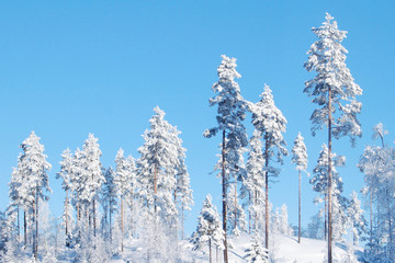 Snow covered winter forest trees