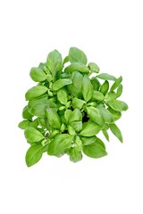 Potted Basil Plant