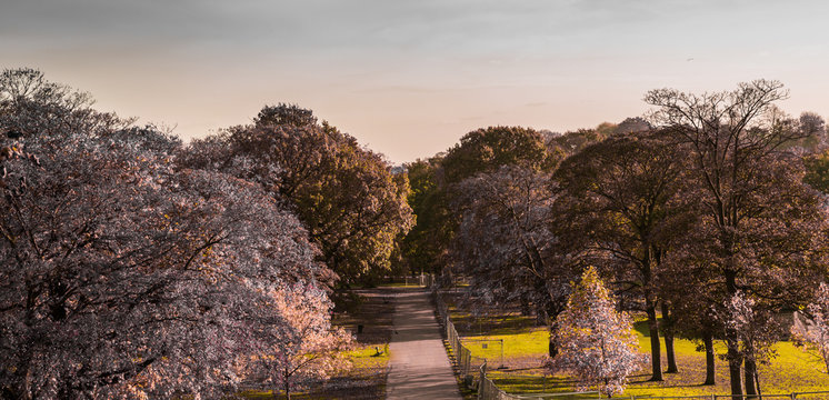 Road In Roundhay Park, Leeds