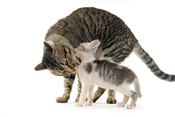 Mother cat licking her baby
