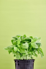 Potted Basil Plant