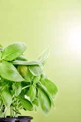 Potted Basil Plant